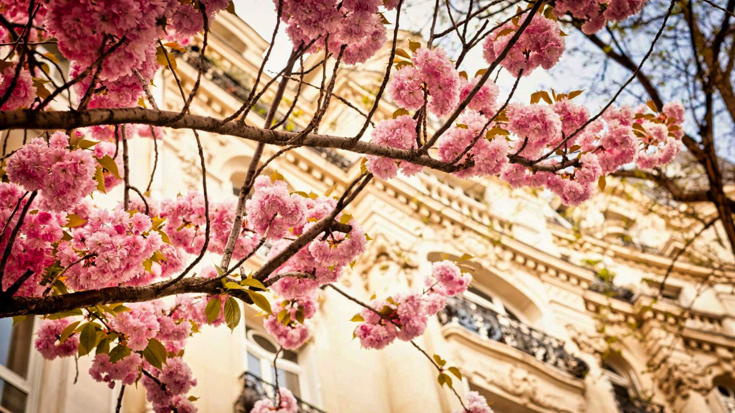 Cherry Blossoms Paris flor cerezo rosa