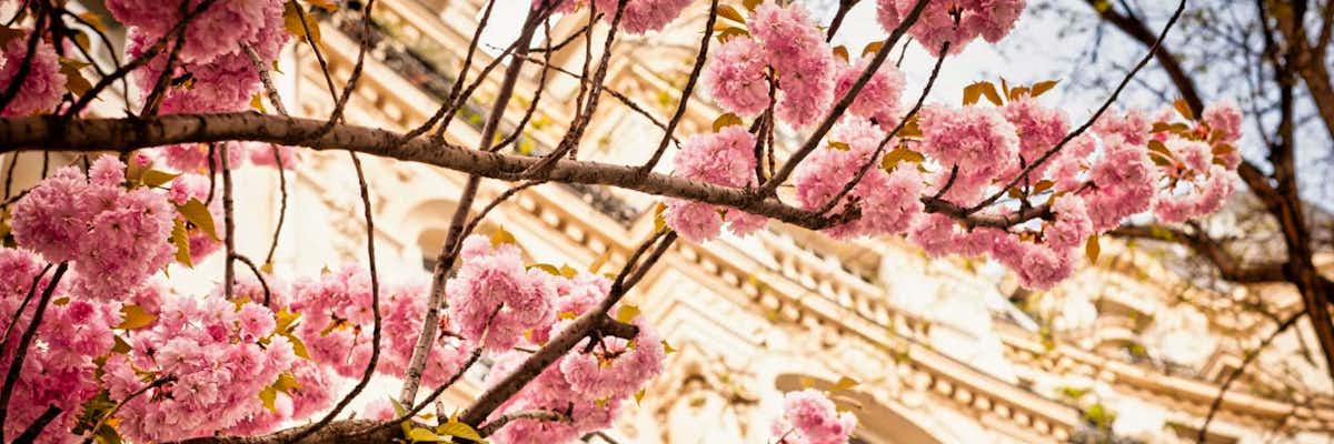 Cherry Blossoms Paris flor cerezo rosa