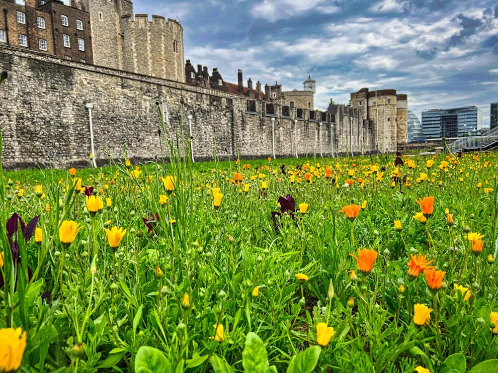 Flores en Torre de Londres Superbloom