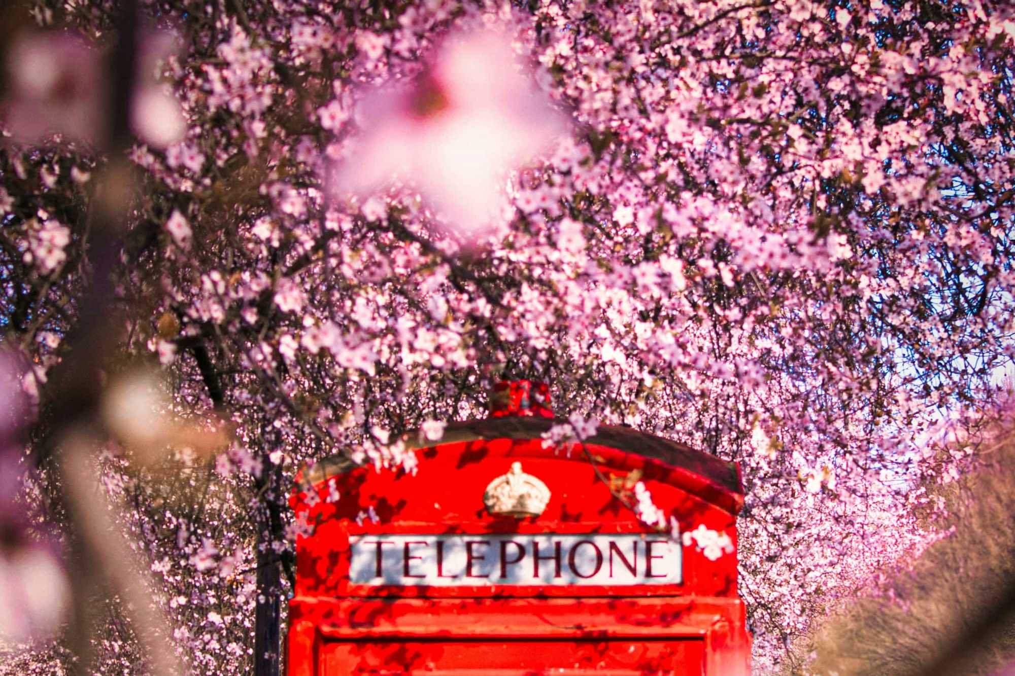 Cerezos en flor Londres