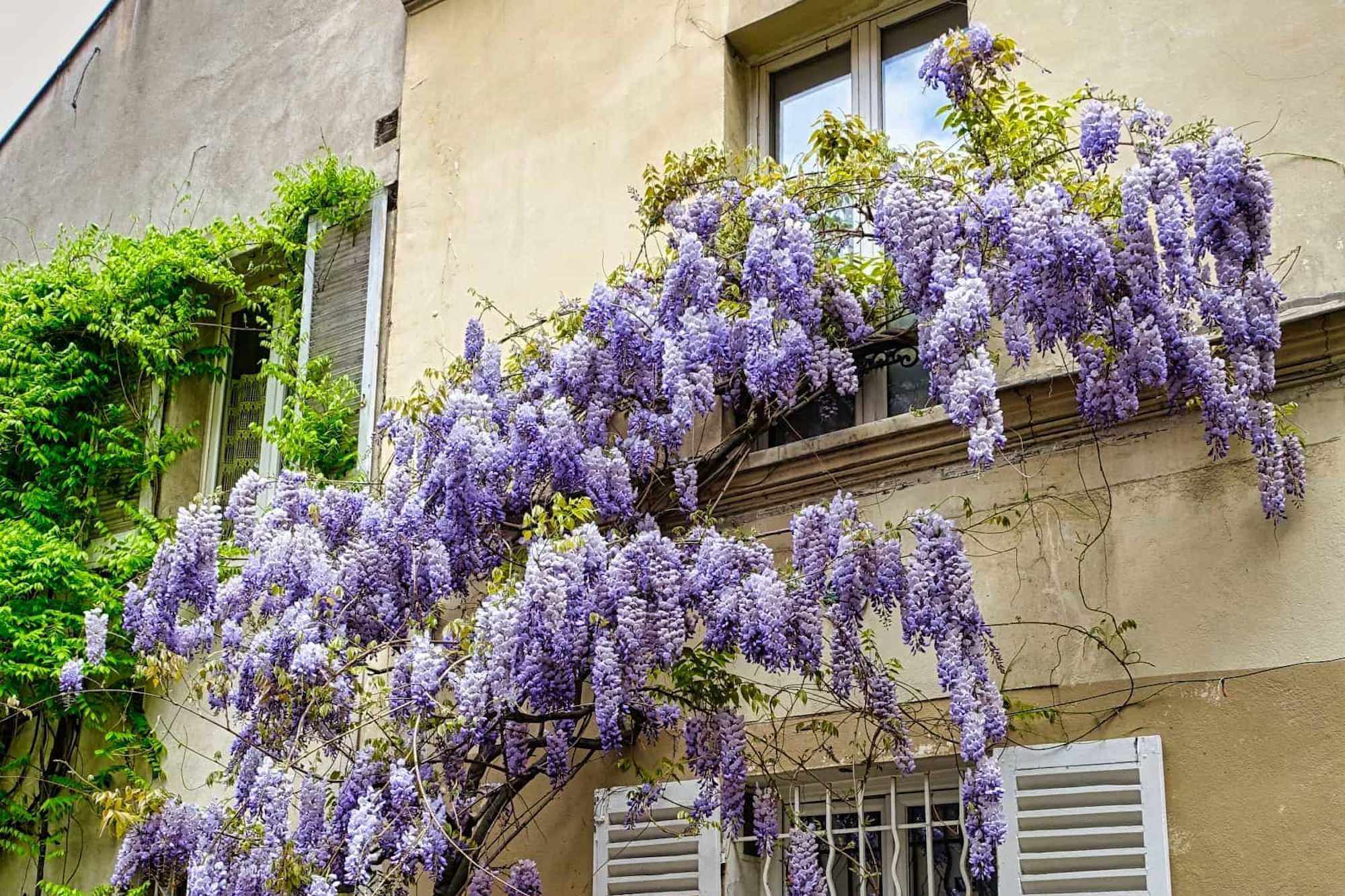 Glicinia en flor, 40 rue des Thermopyles, París