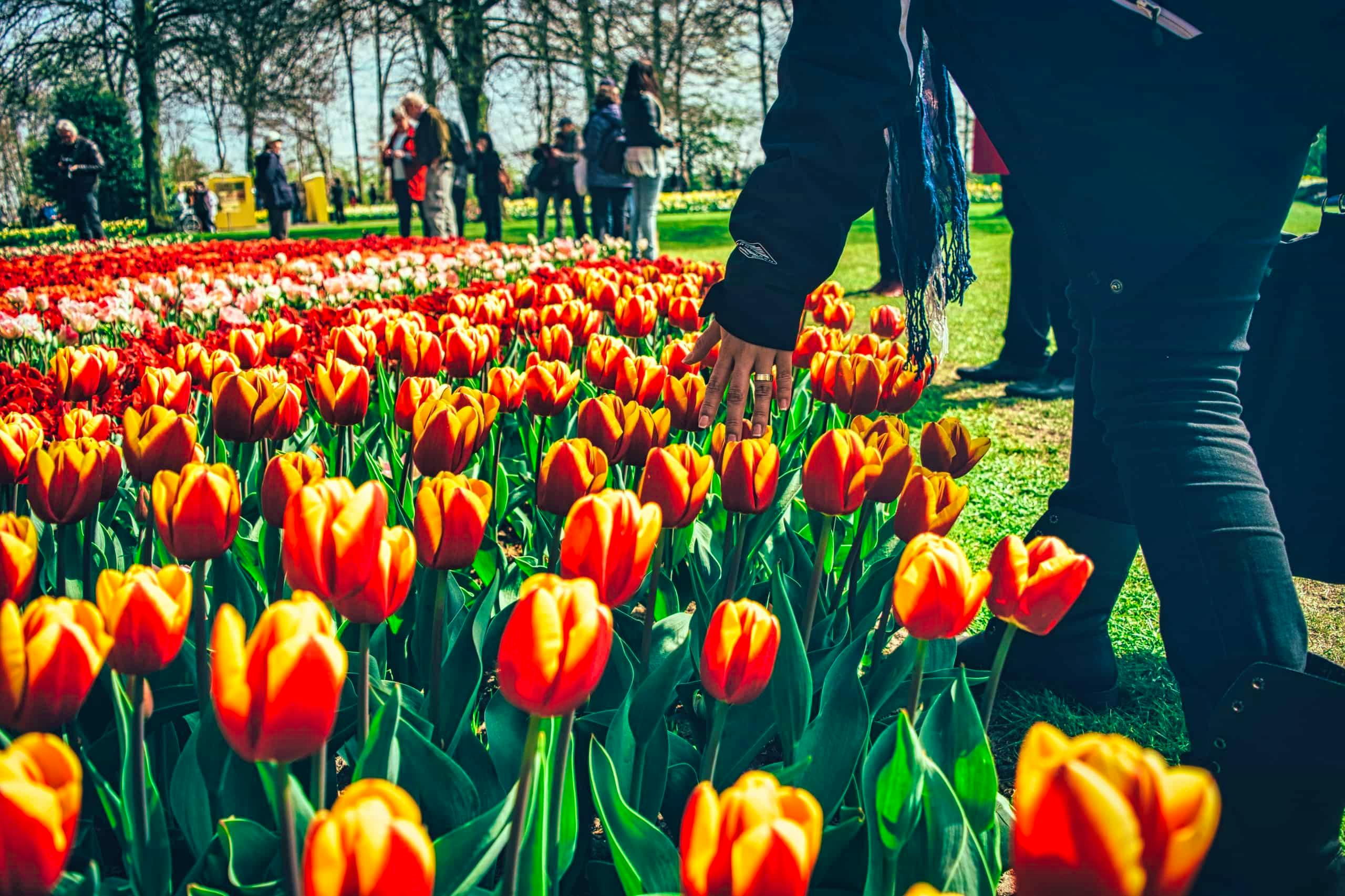 Excursión Keukenhof en español