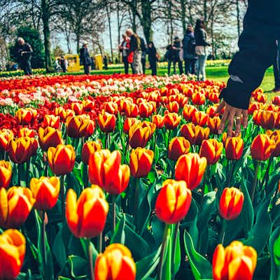 Excursión en español Keukenhof Excursión Keukenhof en español